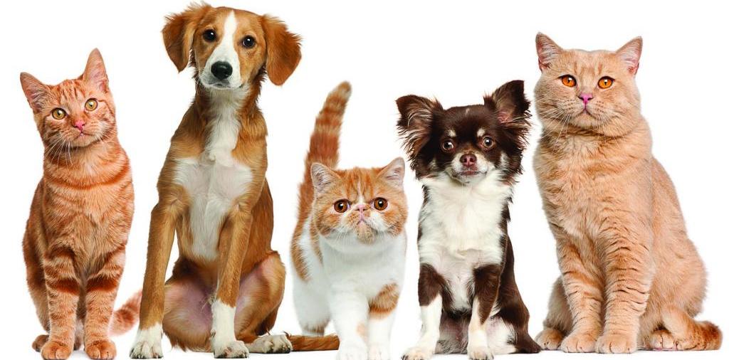 Доска объявлений о животных | ЗооТом - продажа, вязка и услуги для животных в Партизанске