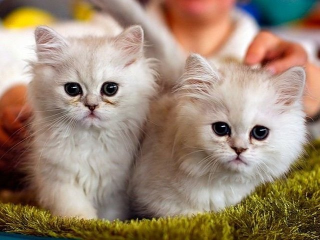 Породы кошек в Партизанске | ЗооТом портал о животных