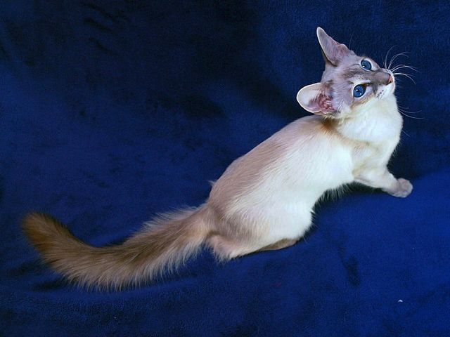Выведенные породы кошек в Партизанске | ЗооТом портал о животных