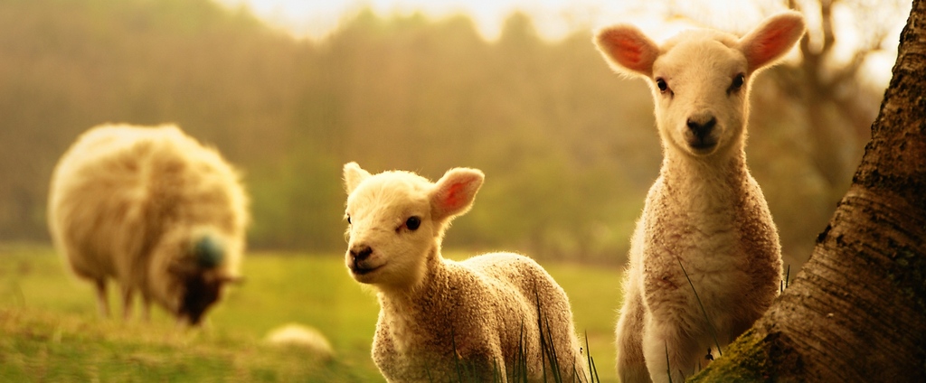 Объявления о сельскохозяйственных животных | ЗооТом - продажа, вязка и услуги для животных в Партизанске