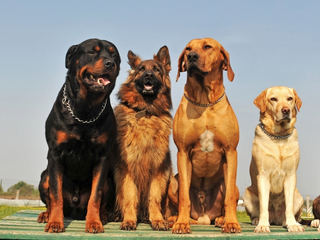Крупные породы собак в Партизанске | ЗооТом портал о животных